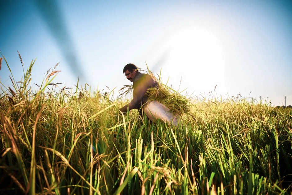 Agriculture Minister Chouhan Urges Preparedness as El Niño Threatens India’s Kharif Season