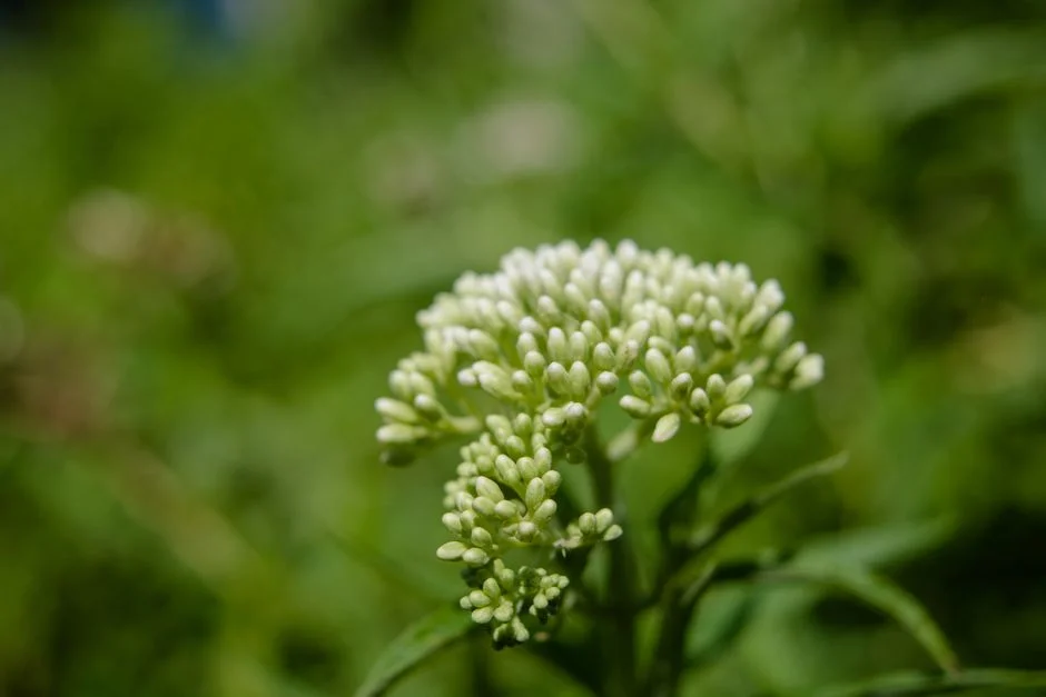 Chamari Athapaththu Fires Sri Lanka Past Ireland — Semi-Final Race Heats Up — Sports