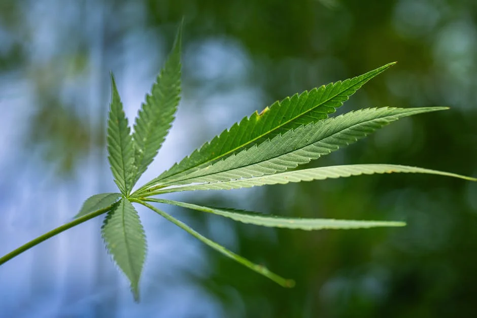 Delhi Customs Seizes ₹4 Crore Marijuana in Trolley Bag — Shocking Bust