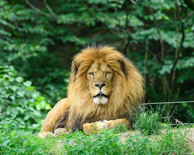 Gujarat Man Hospitalised After Lion Attack — Video Shows Harrowing Moments — Local News