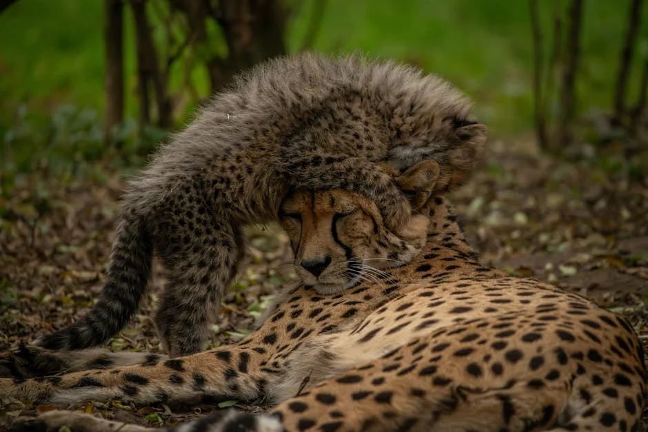 Gujarat Prepares Banni Grasslands for Cheetah Return