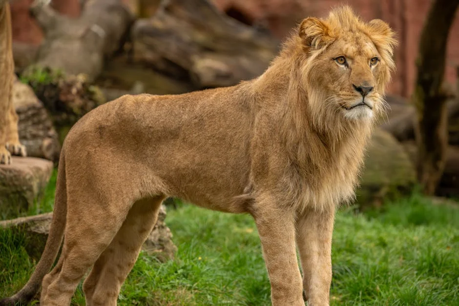 Gujarat's Lions Isolated After Four Cubs Die From Suspected Infection — Health Medicine