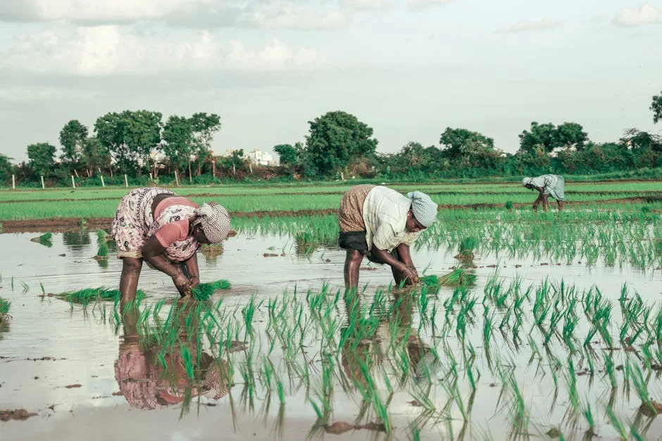 India Braces for 90% Monsoon Rainfall — Local Farmers Prepare for Impact