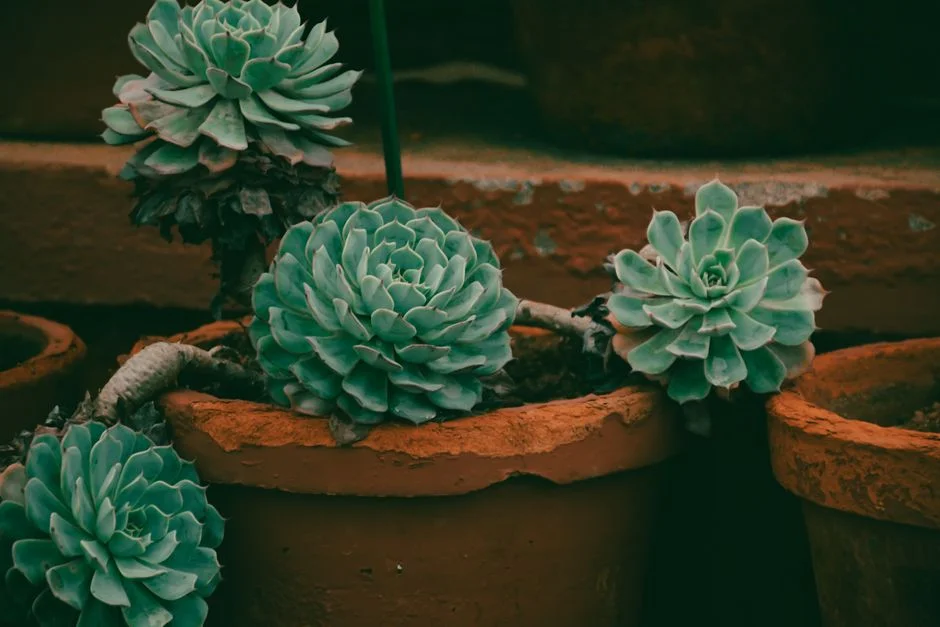 India Plants Agave 'Blue Gold' — and Sparks a New Domestic Spirits Race — Education