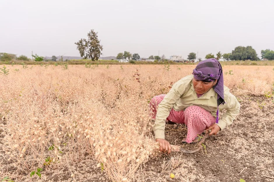 India Turns to Nigeria for Soybeans as Local Prices Surge by 30% — Education