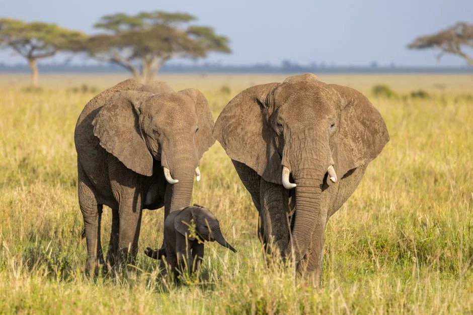 Kenya Protests Erupt as US Military Defies Court Order on Ebola Quarantine Base