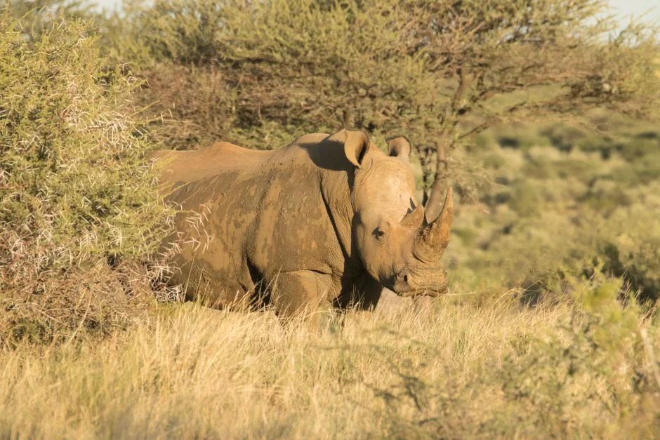Rhino Horn Trafficking Mastermind Fined R2 Million by Limpopo High Court — Health Medicine
